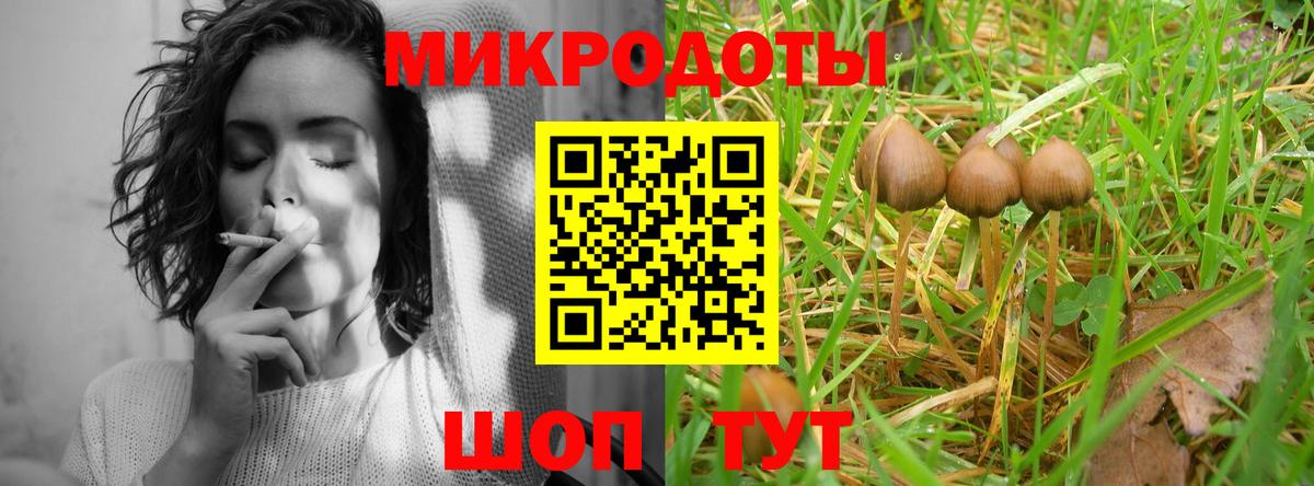 Псилоцибиновые грибы мицелий Горно-Алтайск